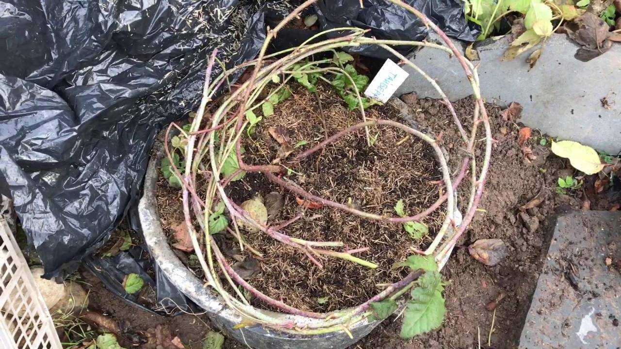 Секреты обрезки ежевики весной и осенью