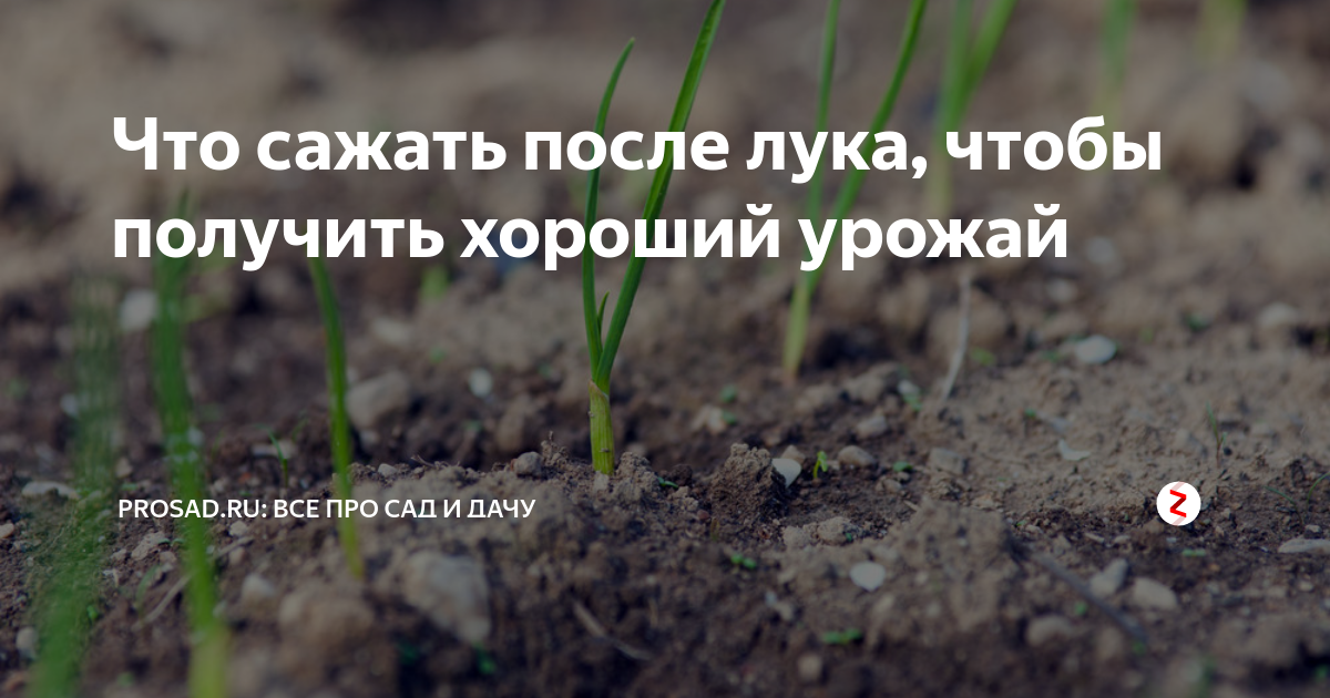 Соблюдаем правила севооборота: что можно сажать после лука на следующий год, а что не стоит