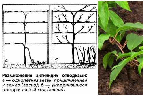 Актинидия коломикта: посадка и уход. выращивание актинидии, размножение и полезные свойства.
