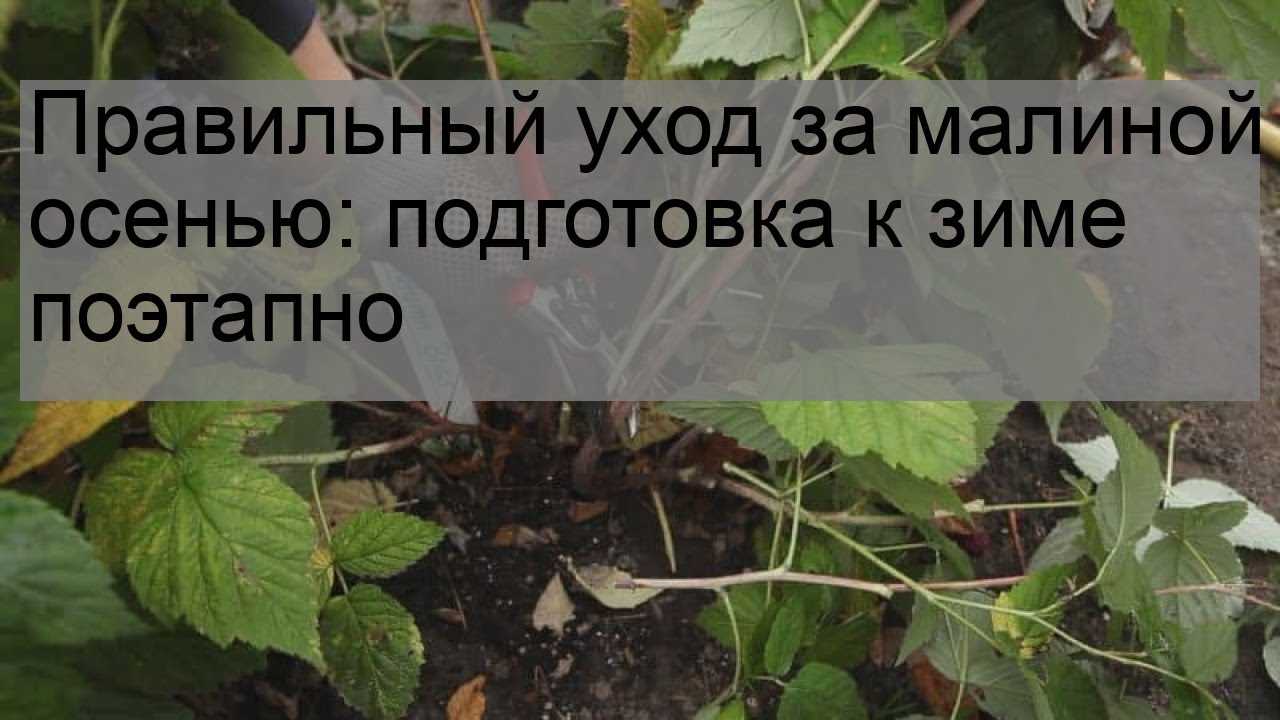 Как правильно подготовить малину к зиме - пошаговая инструкция
