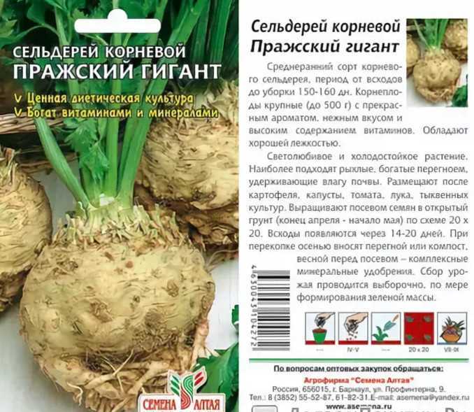 Корневой сельдерей — «от недугов спасающий, сил прибавляющий»
