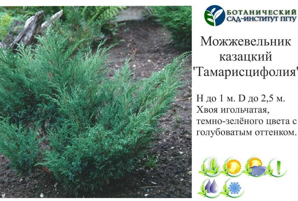 Можжевельник – посадка и уход