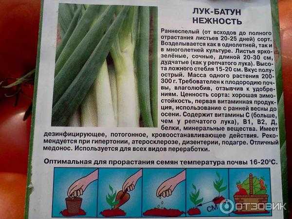 Выращивание лука батуна на огороде
