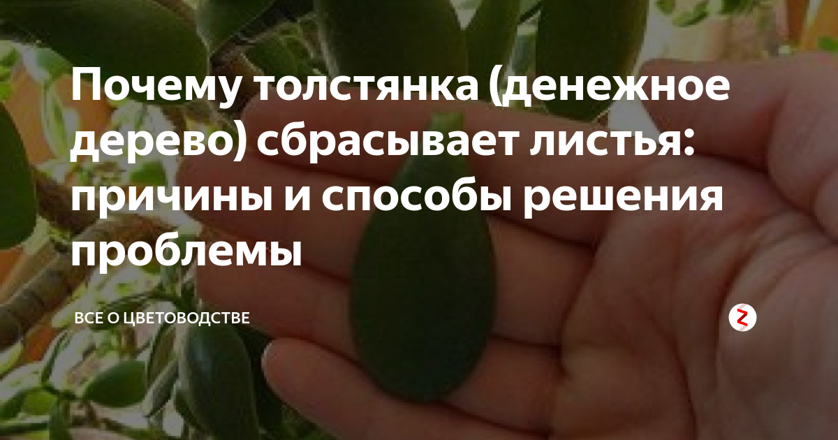Толстянка сбрасывает листья: почему денежное дерево их скидывает летом, по какой причине они опадают зимой и цветок погибает, что делать?