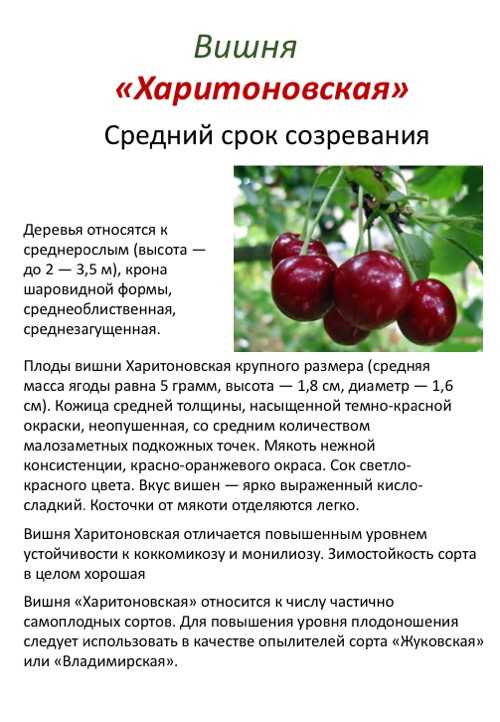 Сорта вишни для подмосковья: лучшие самоплодные и низкорослые