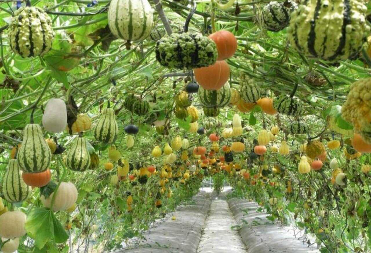 7 самых крупных сортов тыкв описание внешние характеристики и вкусовые качества особенности выращивания в открытом грунте