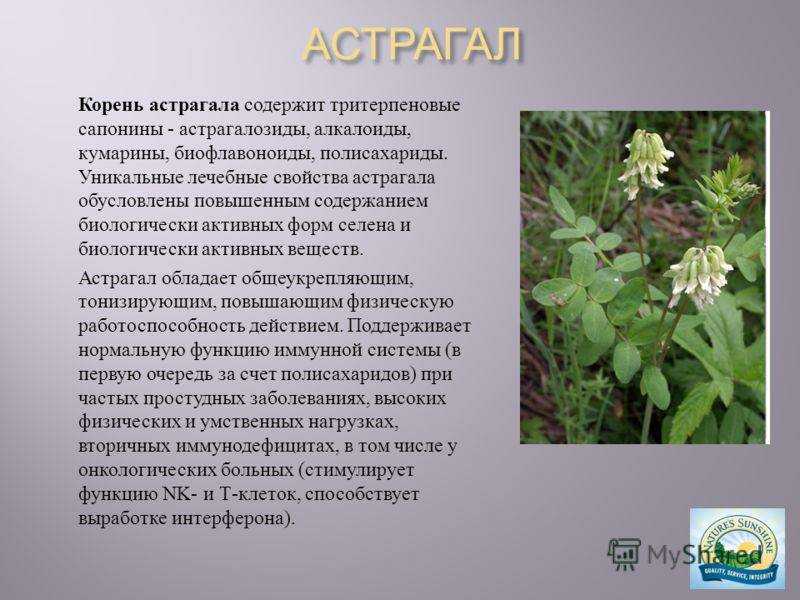 Астрагал: лечебные свойства, противопоказания, применение, рецепты, фото