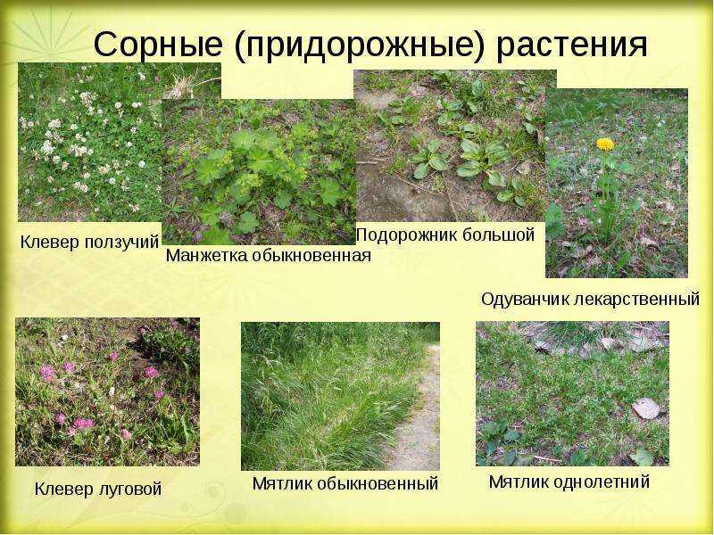 Как легко избавиться от травы и сорняков на огороде: самые эффективные методы