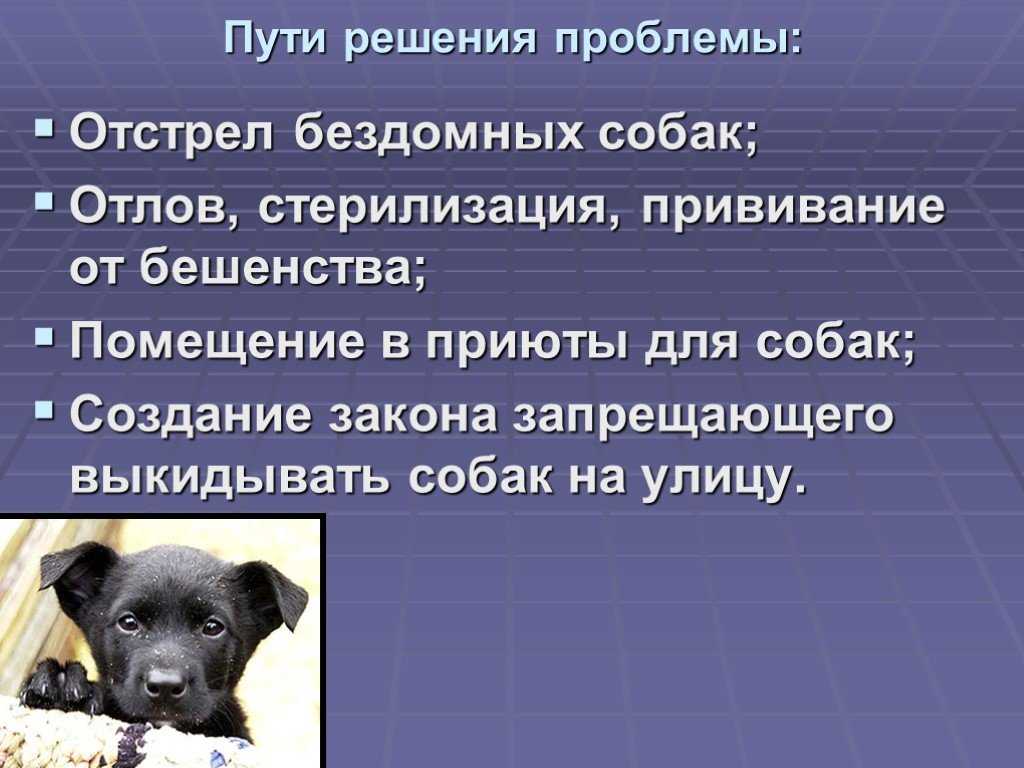 Жизнь собачья: можно ли сажать пса на цепь