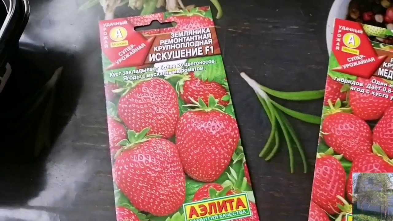 Земляника медовый вкус описание сорта фото отзывы