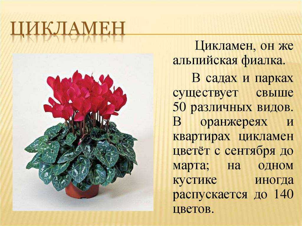 Почему желтеют и вянут листья у цикламена после покупки, зимой или во время цветения и что делать?