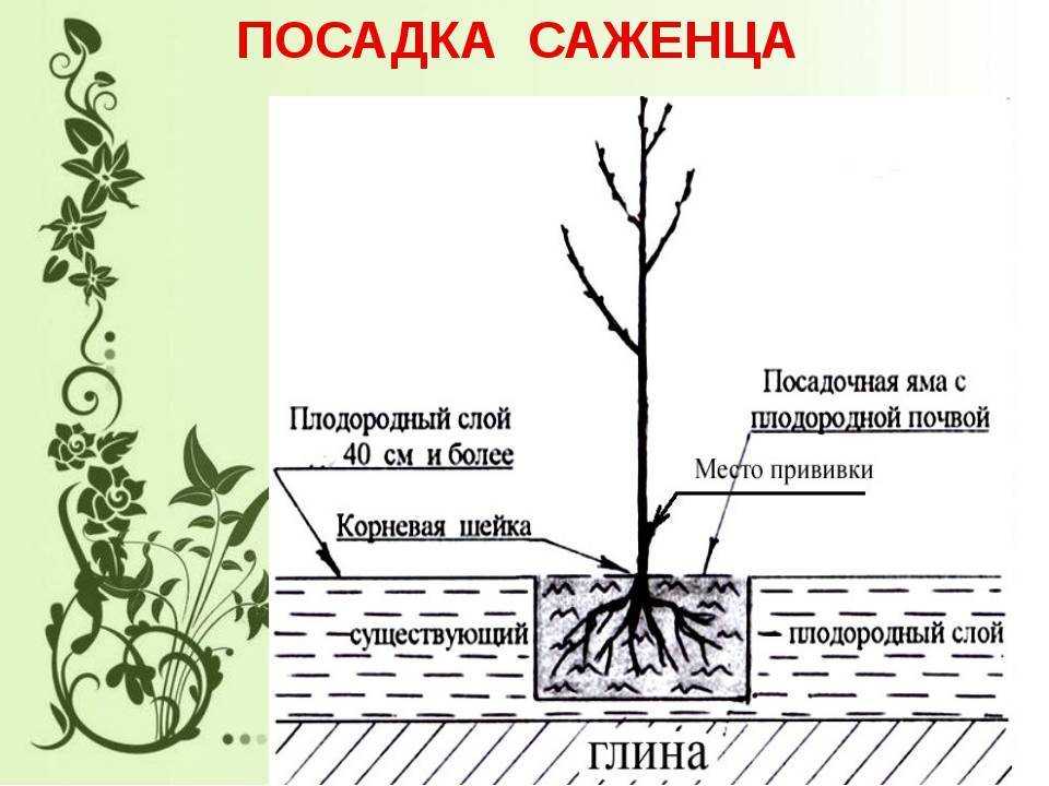 Когда сажать абрикос: весной или осенью. выращивание абрикоса на даче: посадка абрикоса, уход за деревом