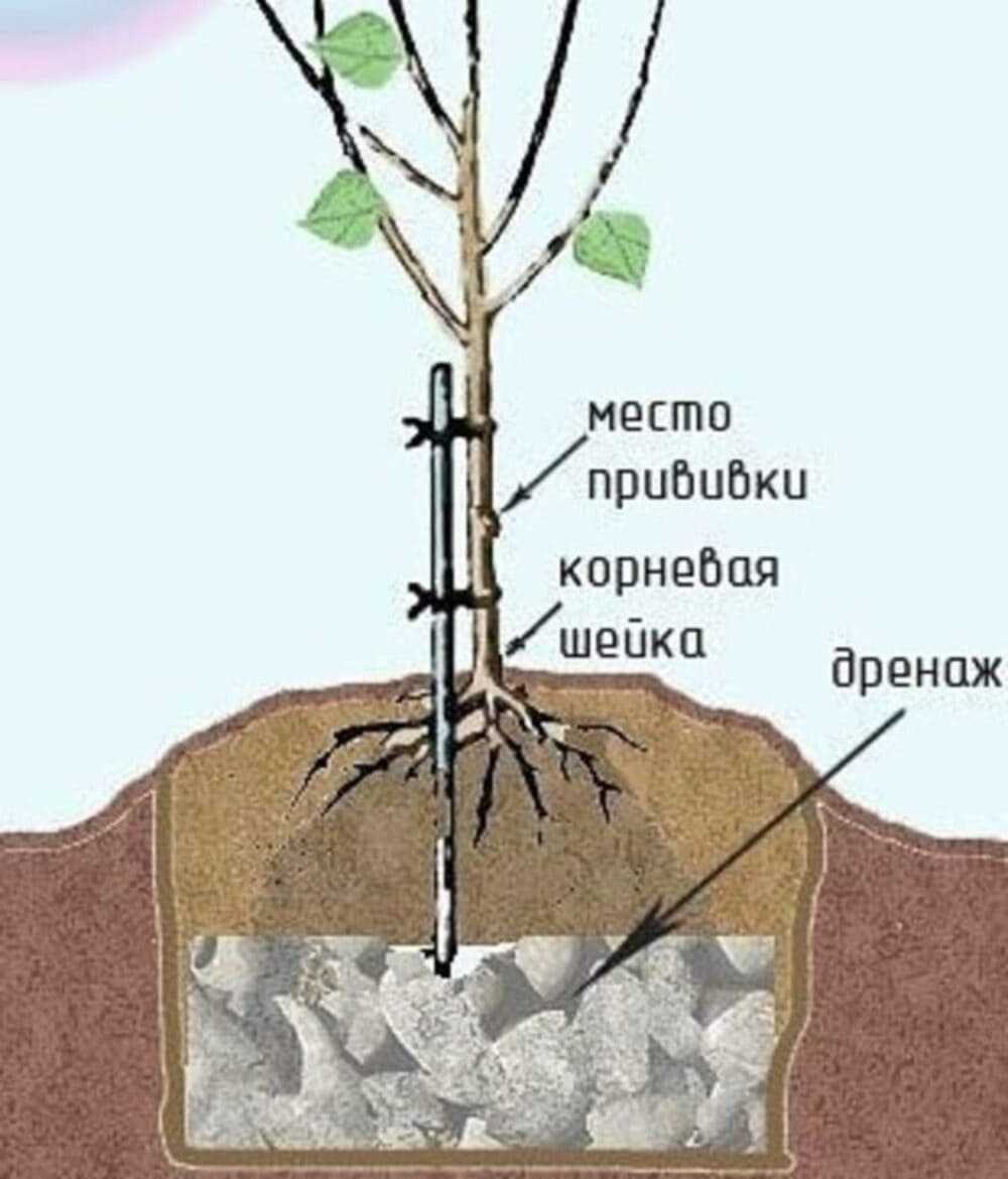 Когда и как сажать абрикос осенью в 2024 году: способы и сроки посадки, подготовка к зиме, пошаговая инструкция для нчинающих