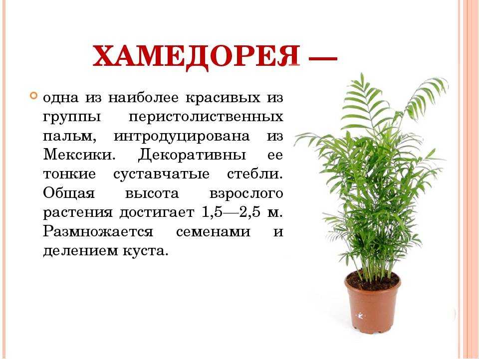 Хамедорея – уход в домашних условиях. выращивание хамедореи, пересадка и размножение. описание. фото
