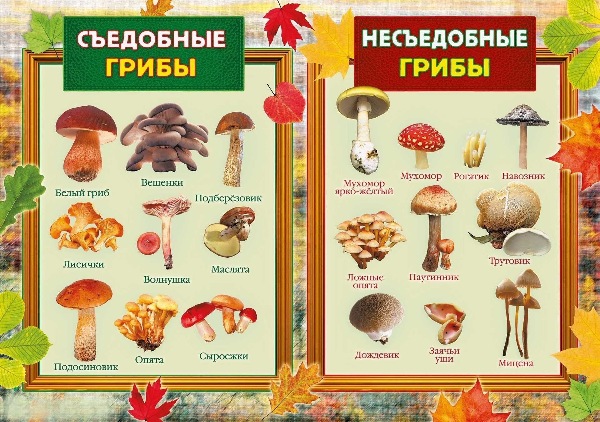 Грибы на деревьях: съедобные и несъедобные виды и их названия, рецепты грибных блюд