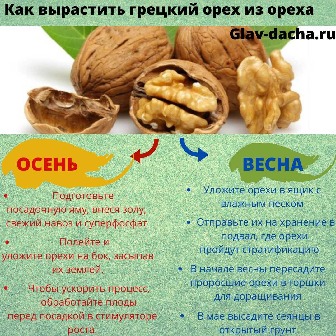 Всё про грецкий орех на даче где и как лучше посадить на садовом участке правила подготовки посадочного материала и ухода за деревом