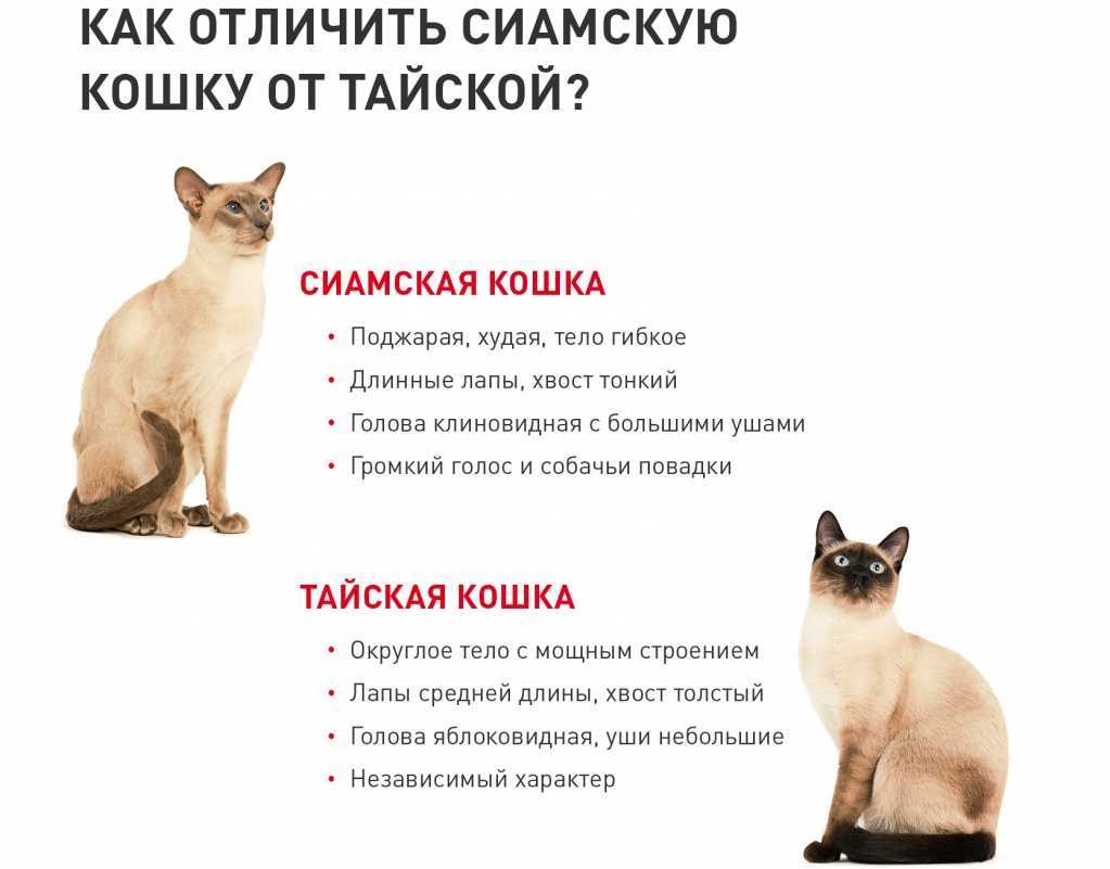 Почему тайская кошка считается идеальным питомцем - мир кошек