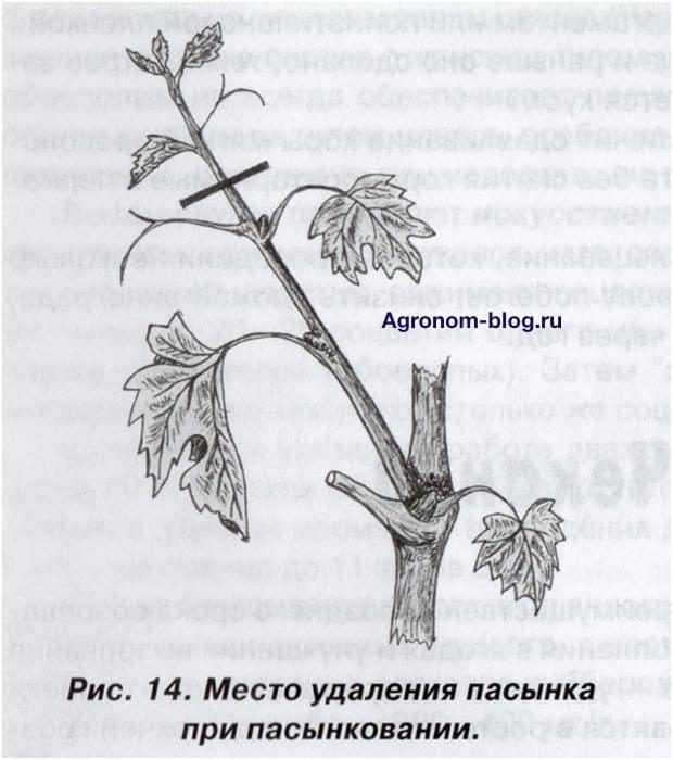 Как прищипывать виноград. Пасынки на винограде. Виноградная лоза пасынкование. Прищипывание пасынков винограда. Пасынковать виноград.