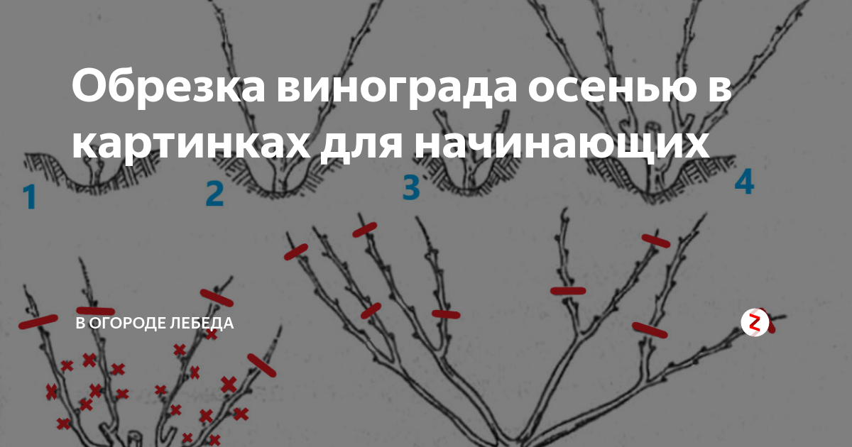 Пришла весна — поливаем виноград