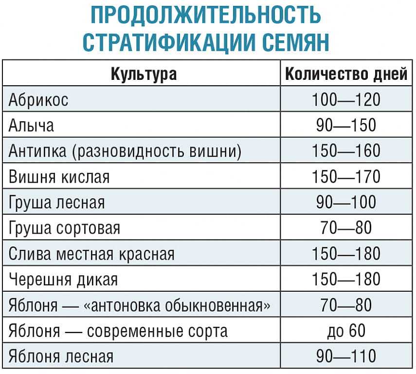 6 правил стратификации семян в домашних условиях