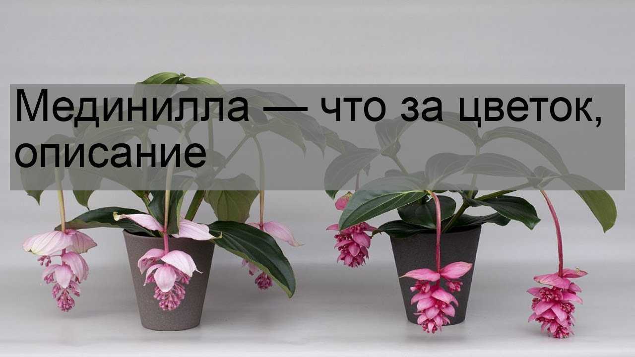 Мединилла: правила по уходу в условиях комнат