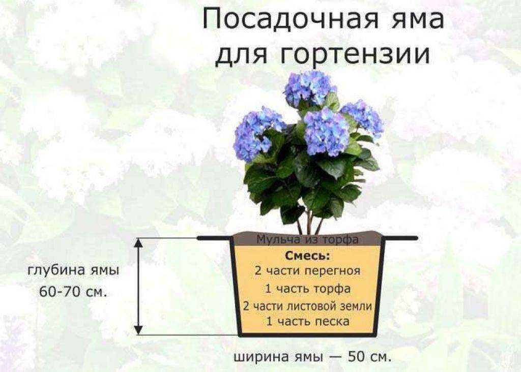 Гортензия древовидная: выбор, посадка, обрезка, уход, пересадка