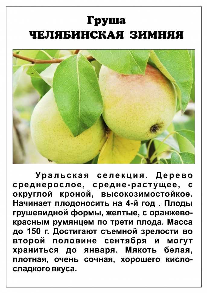 35 лучших сортаов летних, осенних и зимних груш | дачасадовника