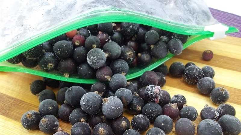 Заготовка черной смородины без варки: 4 проверенных варианта