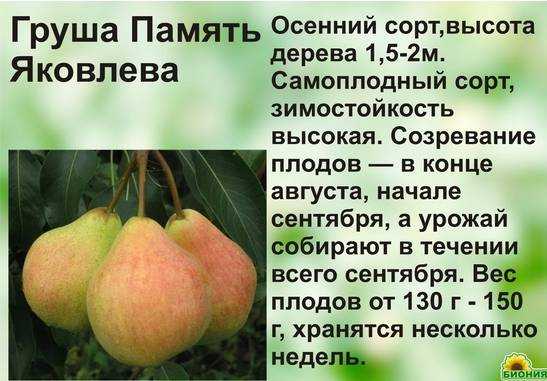 15 лучших сортов груши для средней полосы