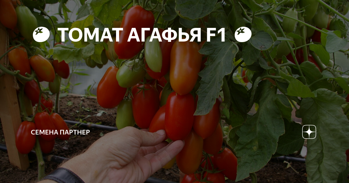 Томат иваныч f1: описание сорта, отзывы, урожайность, фото