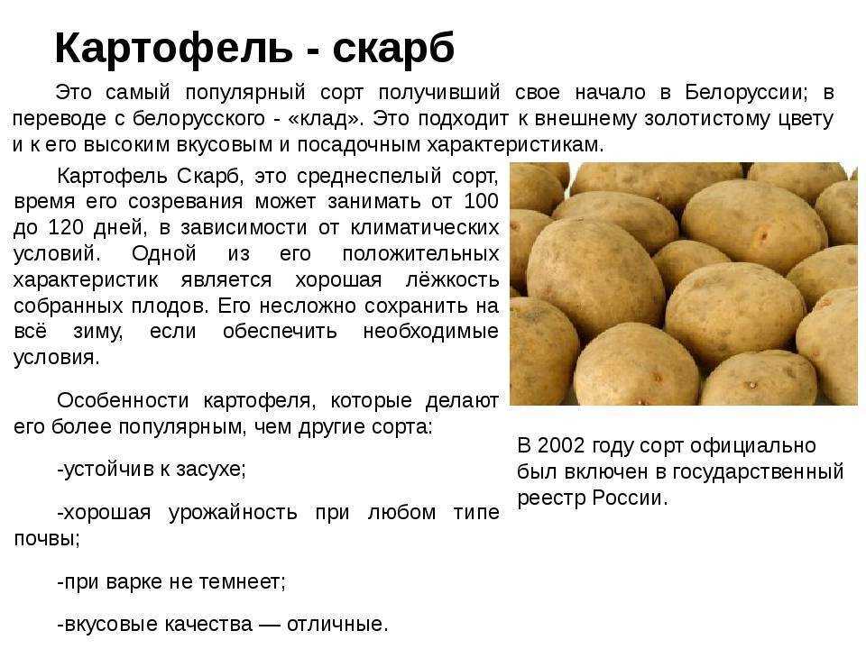 Лучшие сорта картофеля для средней полосы россии - самые вкусные и урожайные