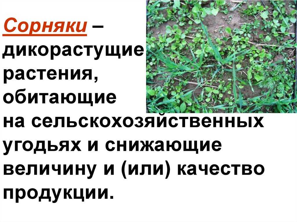 Польза сорняков для земли и огорода