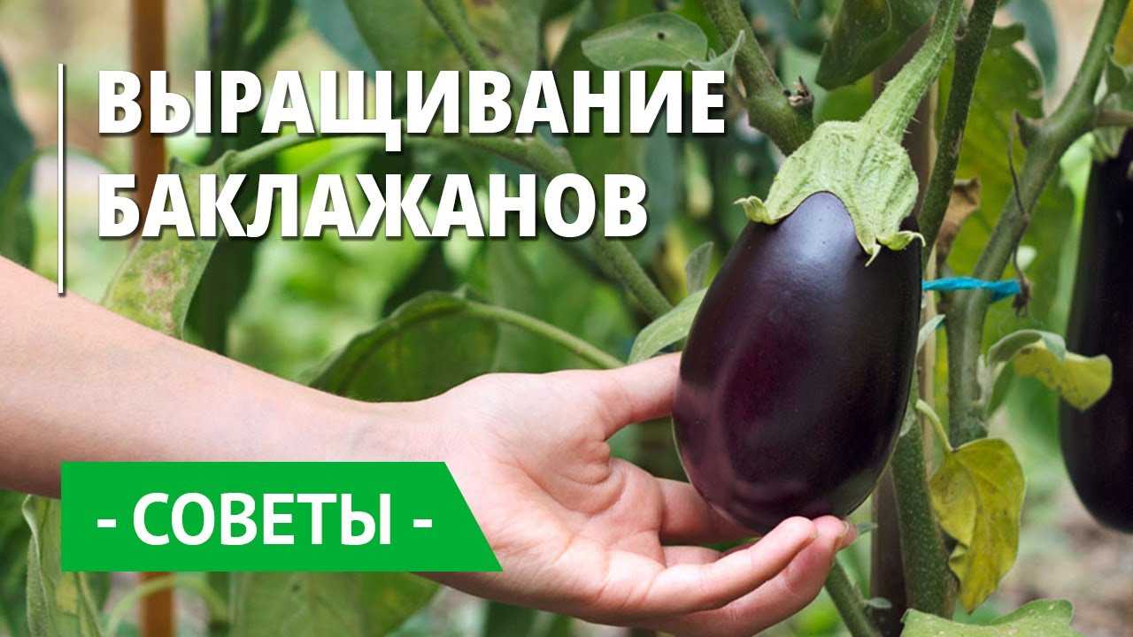 Лучшие сорта баклажанов - более 20 сортов с описанием