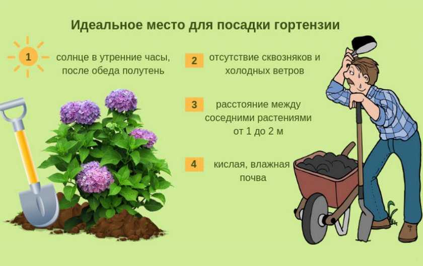Какие цветы сеять в январе на рассаду. 22 вариантов цветов, которые сажают в январе на рассаду.