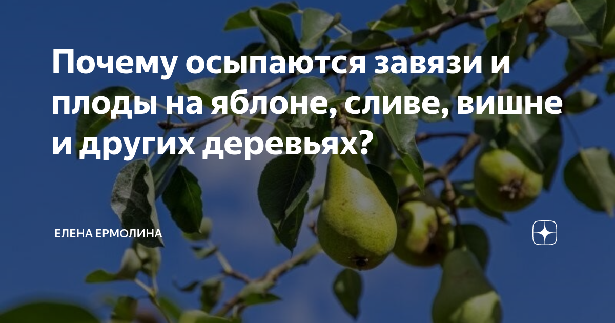Молодая груша плохо растет: что делать, как ускорить плодоношение