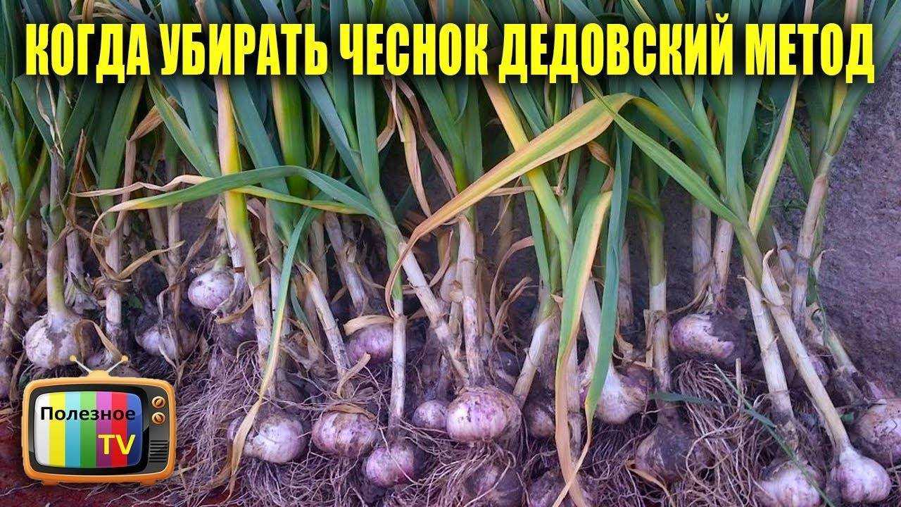 Когда можно убирать чеснок, посаженный под зиму, с грядки: сроки уборки озимого чеснока и как понять, что он созрел | садоёж