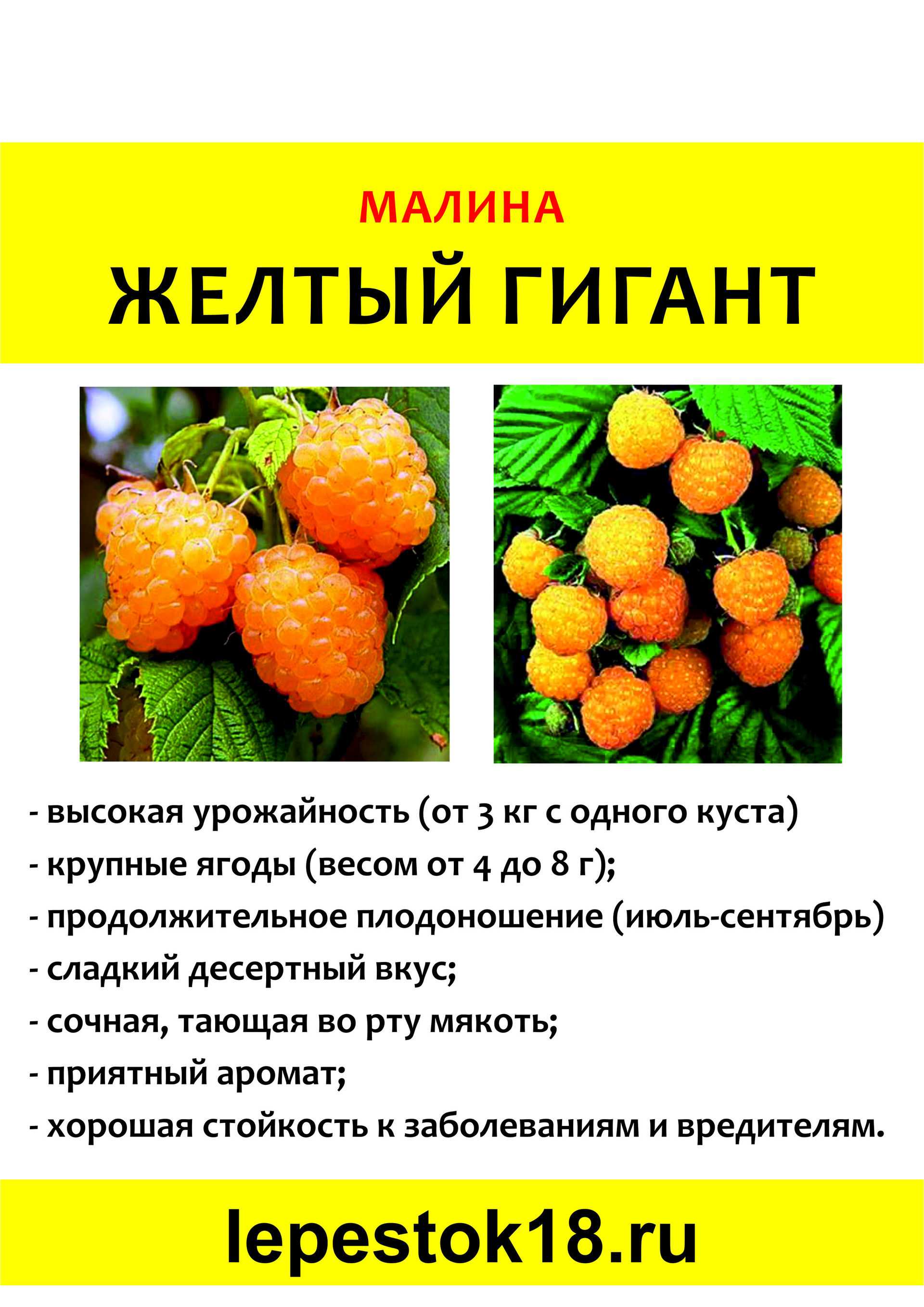 Жёлтая малина — сорта, выращивание и уход. посадка. фото — ботаничка