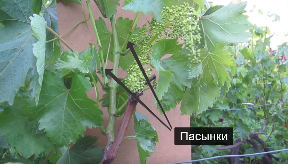 Как пасынковать виноград летом от ненужных побегов, виды побегов