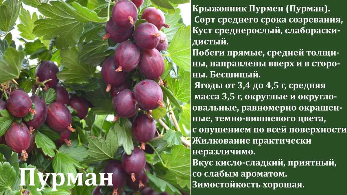 Урожайность крыжовника с куста, с сотки, с 1 га, как повысить