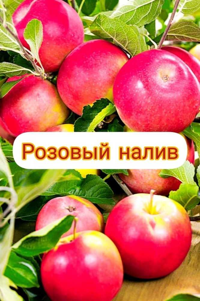 Сибирская яблоня розовый налив: описание, фото, отзывы