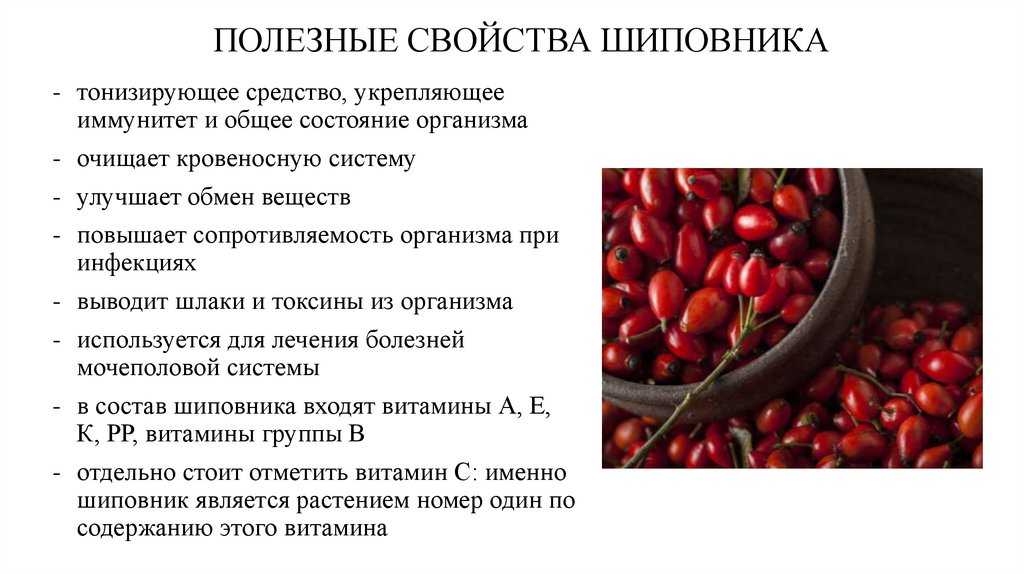 Чай из шиповника: полезные свойства и противопоказания, как заваривать, с чем сочетается