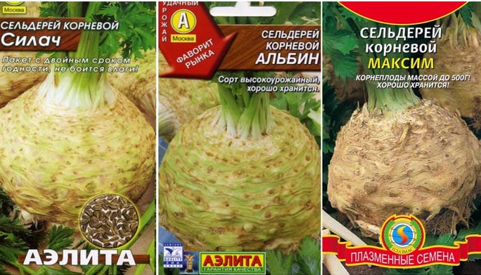 Сорта сельдерея черешкового: фото, видео. сорта для сибири