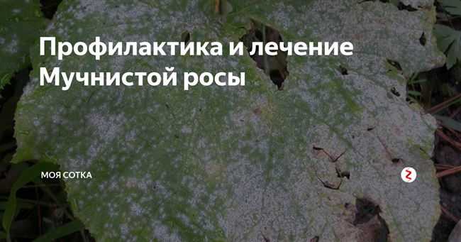 Мучнистая роса на крыжовнике — методы профилактики и борьбы