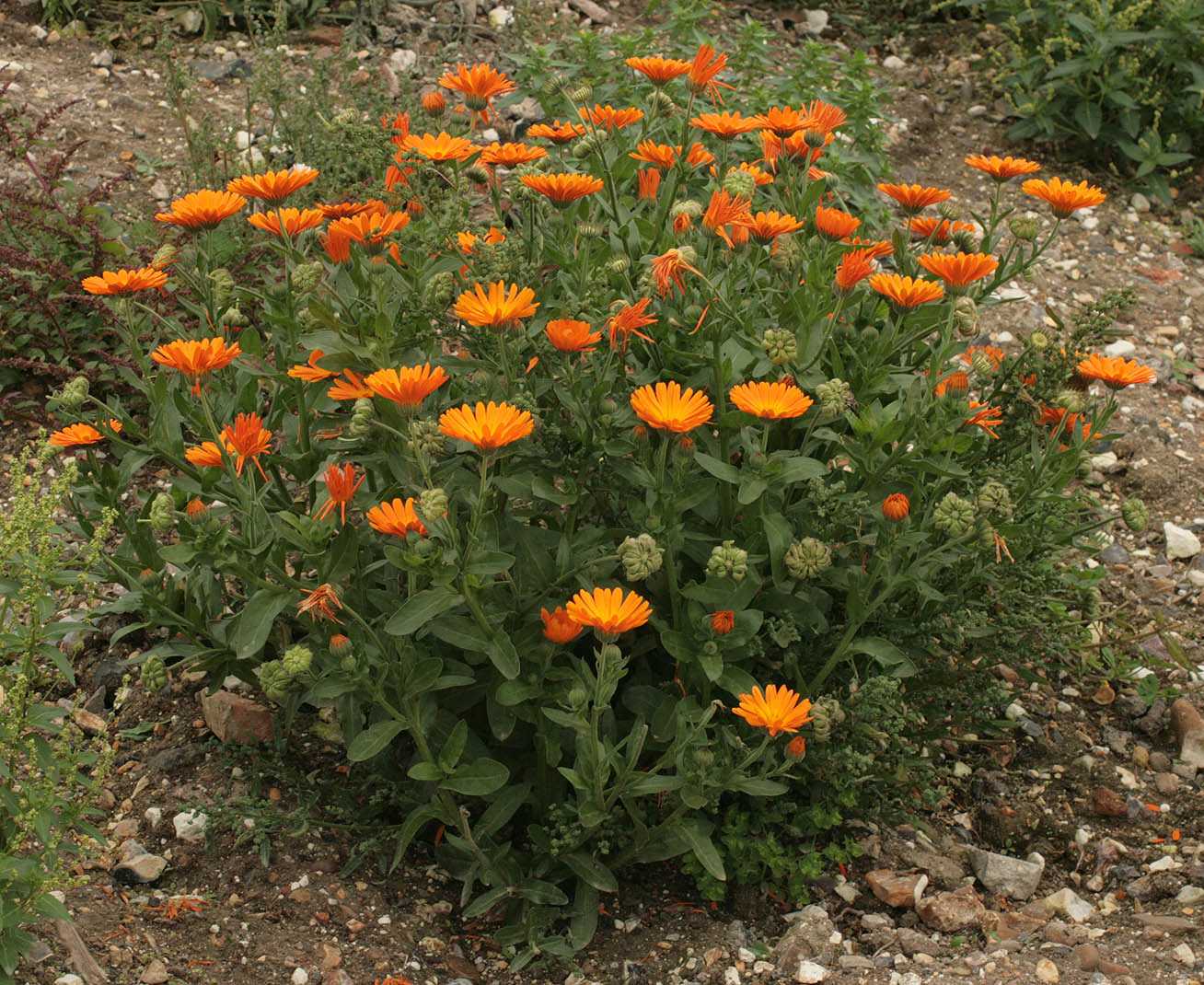 Календула (ноготки)