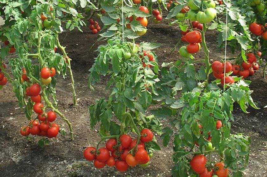 Томат златовласка: описание сорта, отзывы, фото, урожайность