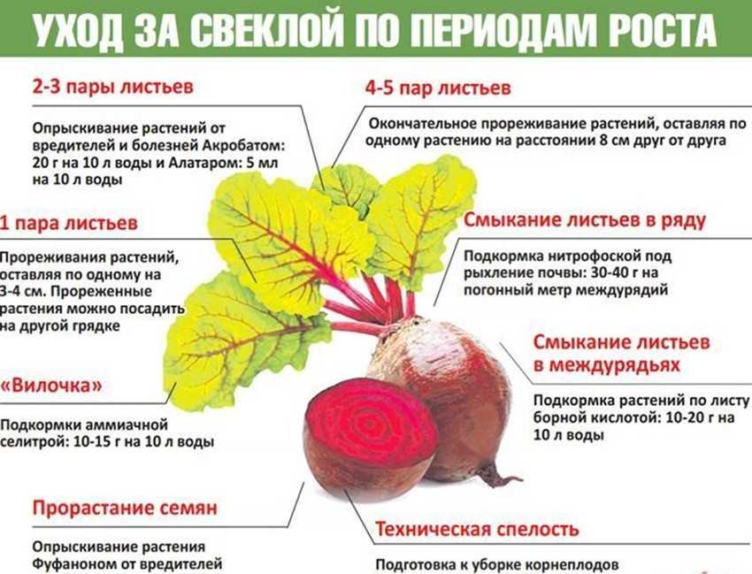 Чем поливать свеклу, чтобы была сладкой: как сделать народные средства и подкормить ее, почему иногда не получается вырастить сахаристой, а также самые медовые сорта