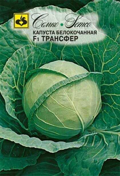 Капуста трансфер: описание сорта