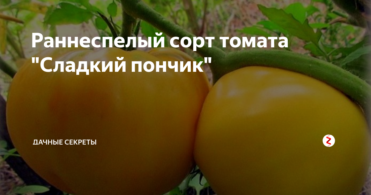 Описание томата Сладкий поцелуй отзывы фото урожайность характеристика достоинства и недостатки сорта советы по выращиванию