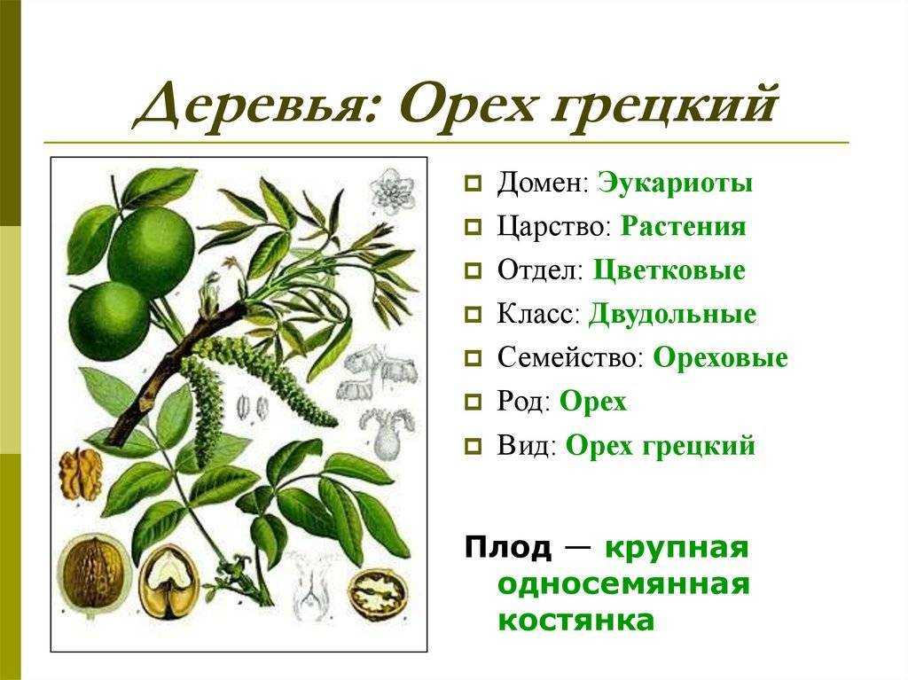 Скороплодный грецкий орех - культура перспективная