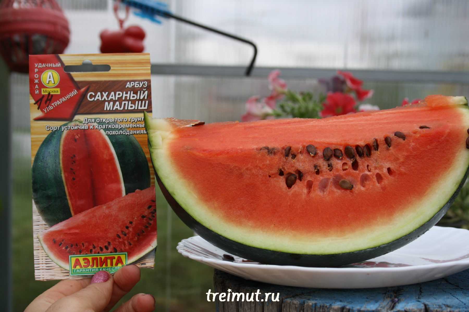 Выращивание арбуза сахарный малыш в открытом грунте и теплице, уход за культурой